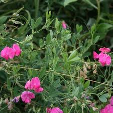Attēlu rezultāti vaicājumam “Lathyrus tuberosus leaf”