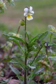 Attēlu rezultāti vaicājumam “Viola arvensis flower”