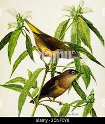 Image result for Wilsonia citrina