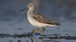 Attēlu rezultāti vaicājumam “Tringa nebularia”