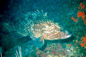 Image result for Epinephelus marginatus