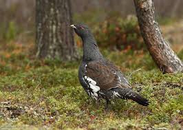 Attēlu rezultāti vaicājumam “Tetrao urogallus male”