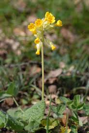 Attēlu rezultāti vaicājumam “Primula veris”