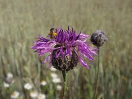 Attēlu rezultāti vaicājumam “Centaurea scabiosa fruit”