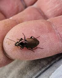 Attēlu rezultāti vaicājumam “Poecilus cupreus”