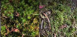 Attēlu rezultāti vaicājumam “Plagiomnium undulatum sporophyte”