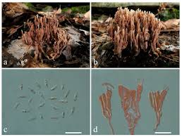 Attēlu rezultāti vaicājumam “Lentaria sp.”