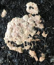 Attēlu rezultāti vaicājumam “Fuligo septica var. candida”