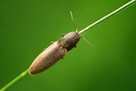 Attēlu rezultāti vaicājumam “Athous sp.”