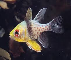 Attēlu rezultāti vaicājumam “Jungermannia sphaerocarpa”