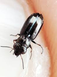 Attēlu rezultāti vaicājumam “Notiophilus palustris”