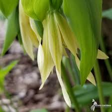 Attēlu rezultāti vaicājumam “Uvularia grandiflora”