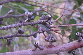 Attēlu rezultāti vaicājumam “Lycogala botrydium”