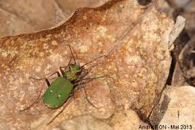 Attēlu rezultāti vaicājumam “Cicindela campestris imago”