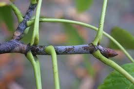 Attēlu rezultāti vaicājumam “Aesculus flava bud”