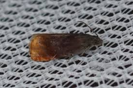 Attēlu rezultāti vaicājumam “Pammene rhediella”