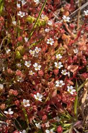 Attēlu rezultāti vaicājumam “Saxifraga tridactylites leaf”