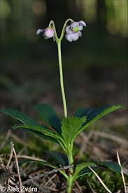 Attēlu rezultāti vaicājumam “Chimaphila umbellata”