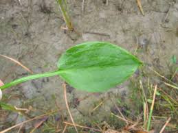 Attēlu rezultāti vaicājumam “Alisma plantago-aquatica leaf”