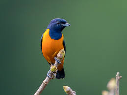 Attēlu rezultāti vaicājumam “Euura acutifoliae”