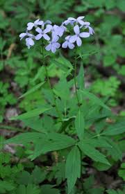 Attēlu rezultāti vaicājumam “Cardamine bulbifera leaf”