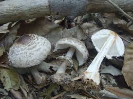 Attēlu rezultāti vaicājumam “Macrolepiota rhacodes var. bohemica”