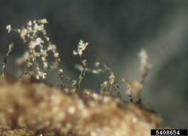 Attēlu rezultāti vaicājumam “Trichia botrytis spores”