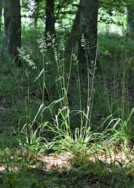 Attēlu rezultāti vaicājumam “Festuca altissima flower”