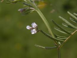 Attēlu rezultāti vaicājumam “Vicia hirsuta flower”