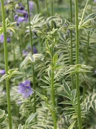 Attēlu rezultāti vaicājumam “Polemonium caeruleum flower”