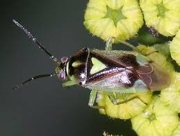 Attēlu rezultāti vaicājumam “Orthops basalis”