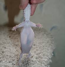 Image result for gravidity leopard gecko