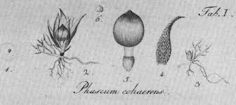 Attēlu rezultāti vaicājumam “Acaulon muticum sporophyte”