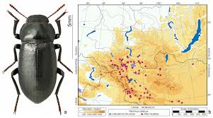 Attēlu rezultāti vaicājumam “Bolitophagus reticulatus imago”
