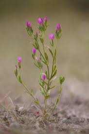 Attēlu rezultāti vaicājumam “Centaurium littorale flower”