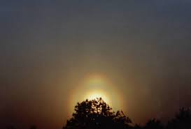 Attēlu rezultāti vaicājumam “pollen corona”