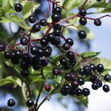 Attēlu rezultāti vaicājumam “Sambucus nigra fruit”