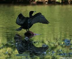 Attēlu rezultāti vaicājumam “Phalacrocorax carbo adult”