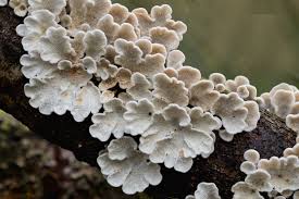 Attēlu rezultāti vaicājumam “Plicaturopsis crispa”