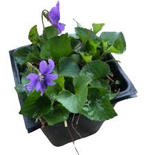 Attēlu rezultāti vaicājumam “Viola sororia”