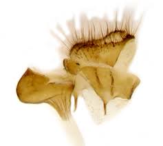 Attēlu rezultāti vaicājumam “Agriphila selasella”