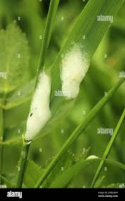 Attēlu rezultāti vaicājumam “Philaenus spumarius nymph”