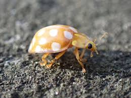 Attēlu rezultāti vaicājumam “Halyzia sedecimguttata”