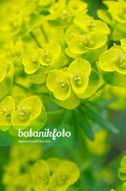 Attēlu rezultāti vaicājumam “Euphorbia cyparissias flower”