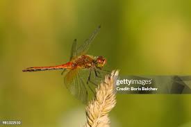 Attēlu rezultāti vaicājumam “Sympetrum flaveolum”
