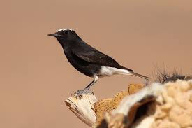 Image result for Oenanthe leucopyga