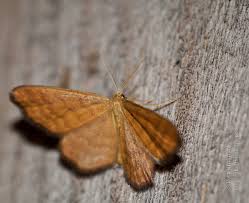 Attēlu rezultāti vaicājumam “Idaea serpentata”