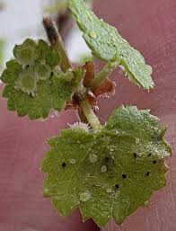 Attēlu rezultāti vaicājumam “Betula nana”