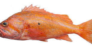 Image result for Sebastes