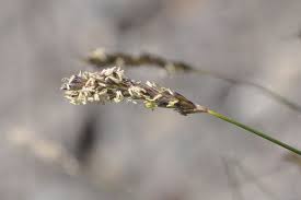 Attēlu rezultāti vaicājumam “Sesleria caerulea bud”